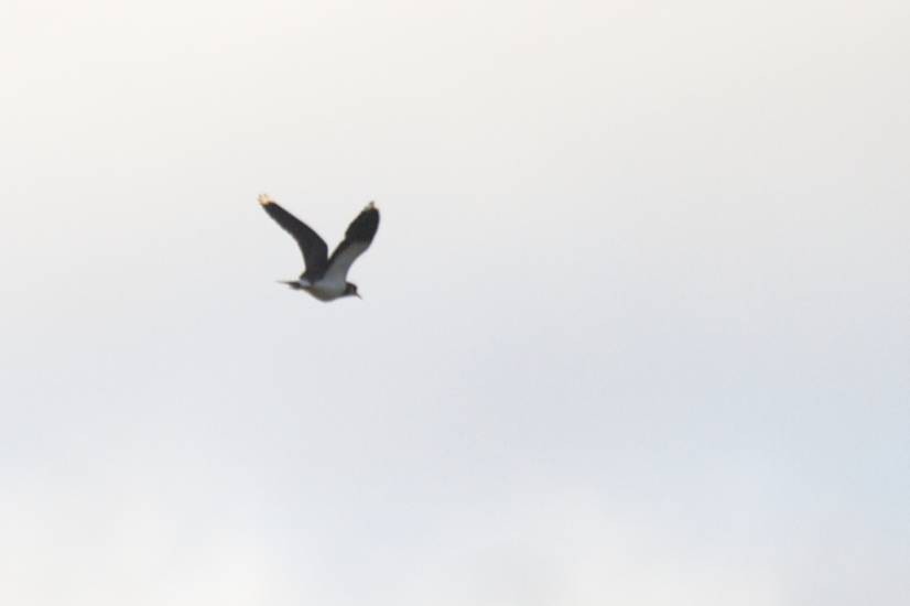 Northern Lapwing - ML41212671