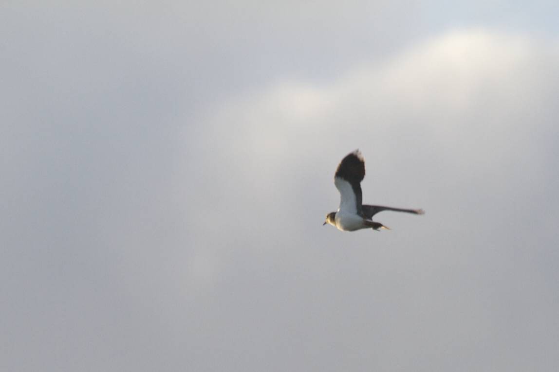 Northern Lapwing - ML41212681