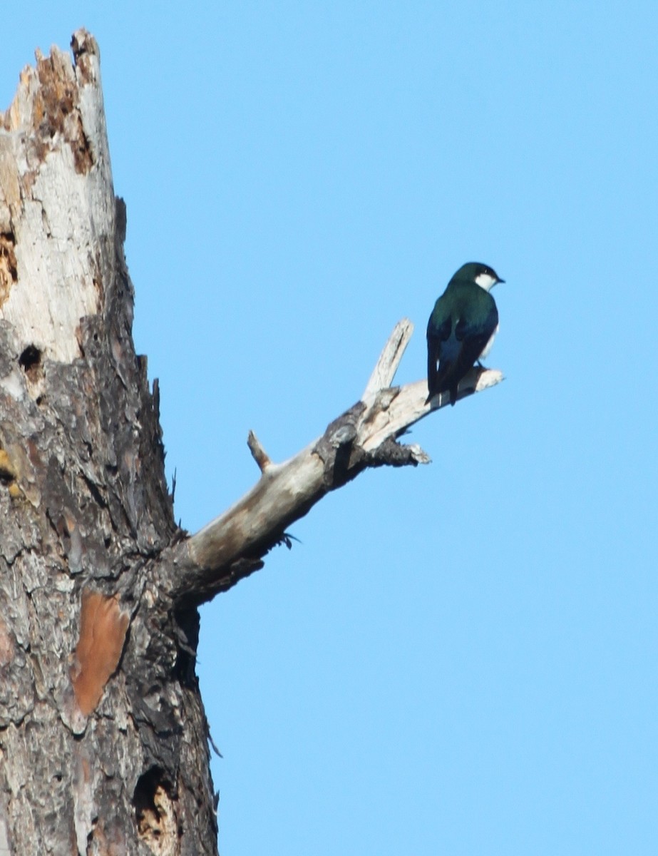 Golondrina de las Bahamas - ML41212781