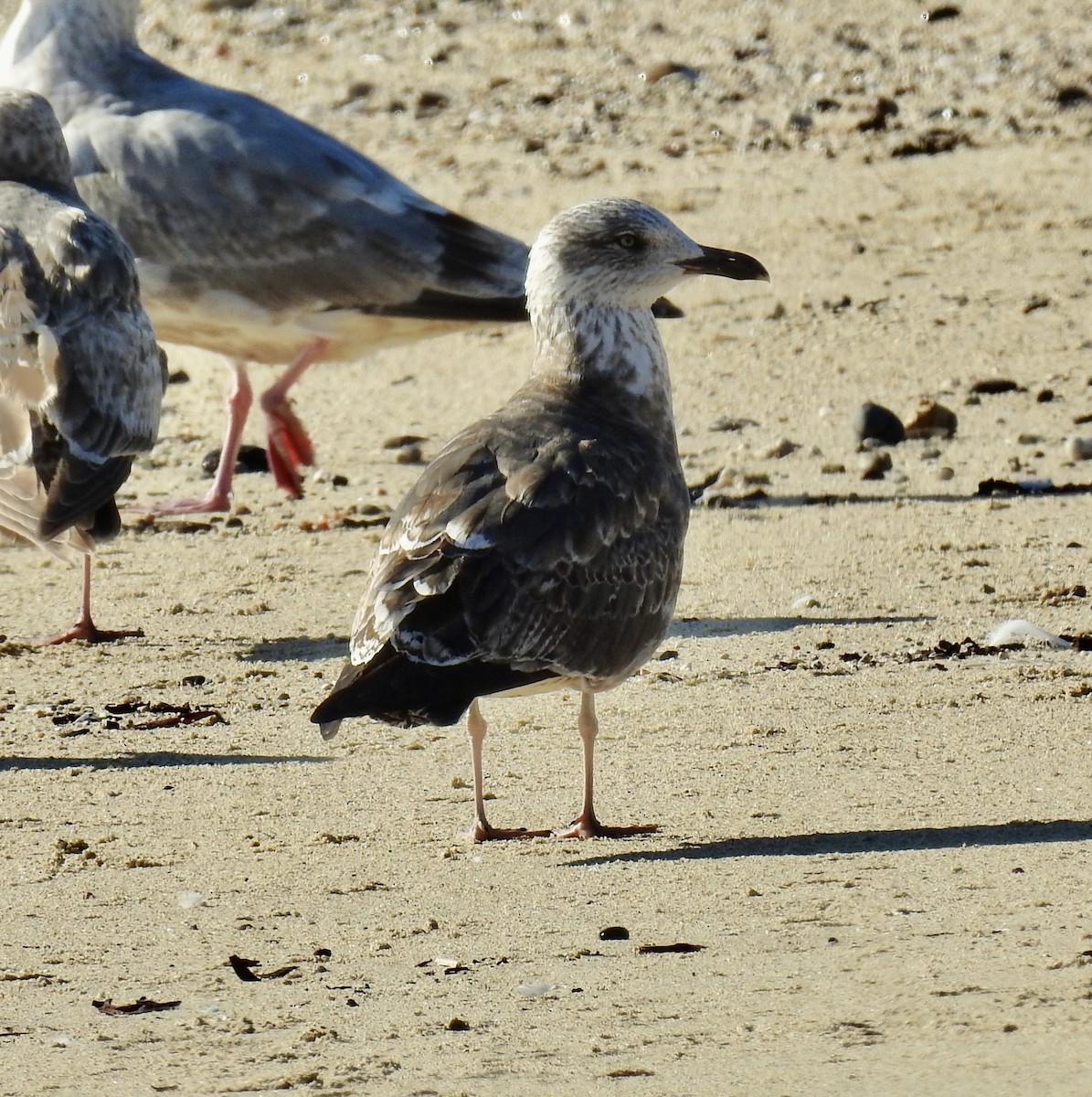 Gaviota Sombría - ML412128151