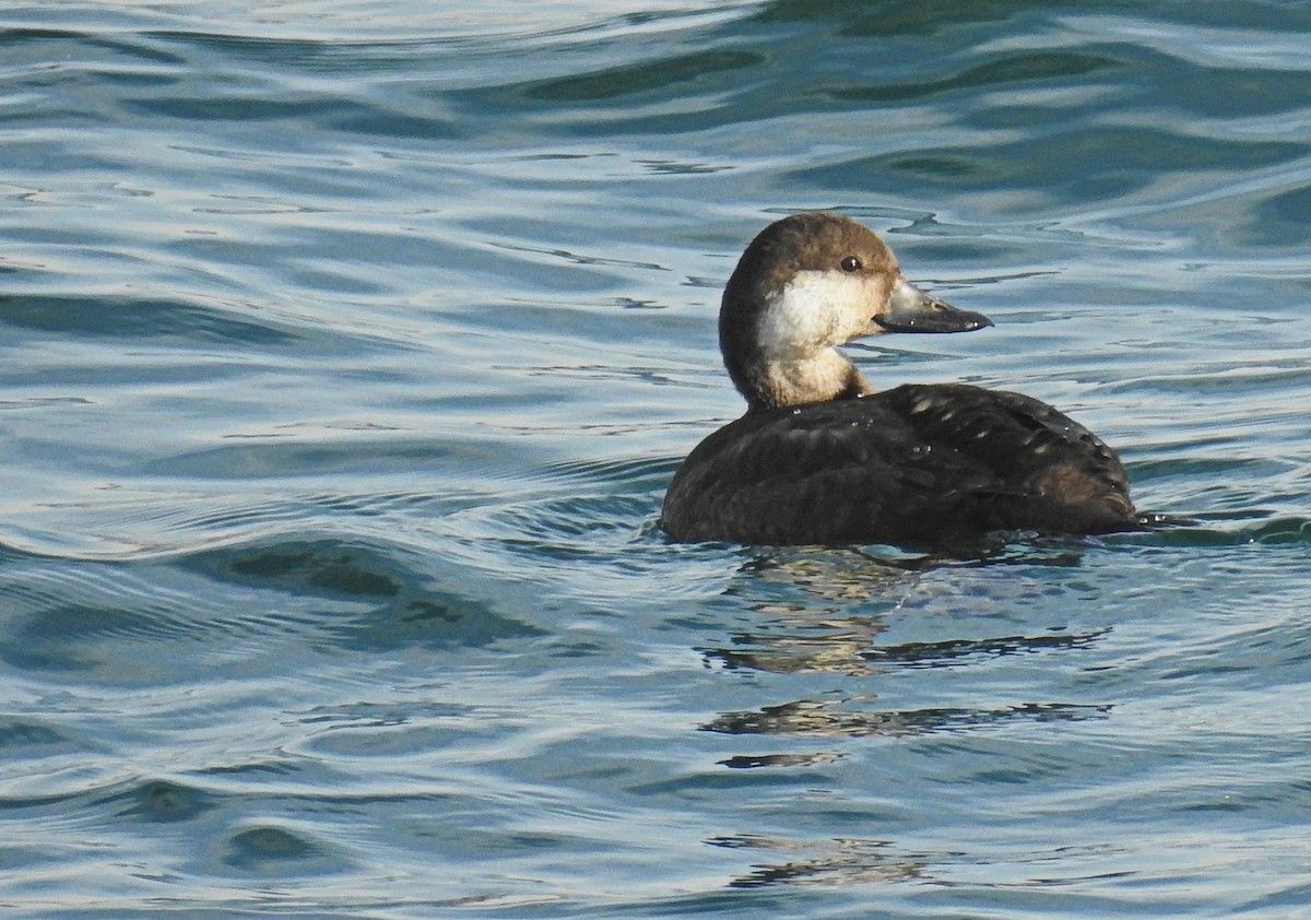 Black Scoter - ML41212881