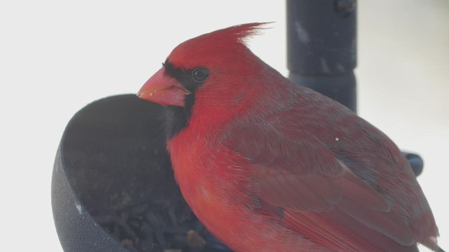 Northern Cardinal - ML412129191