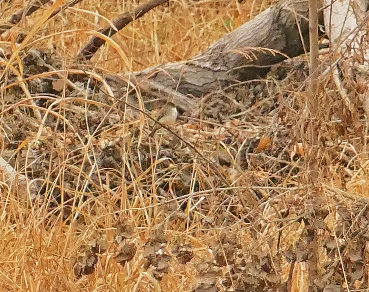 Eastern Phoebe - ML412129221