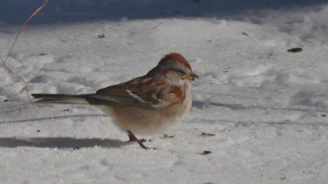 American Tree Sparrow - ML412129281