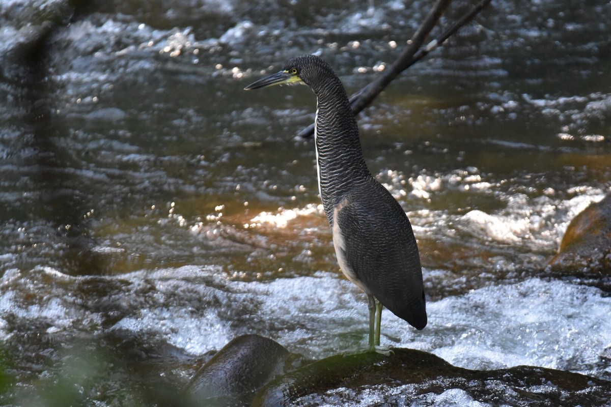 Fasciated Tiger-Heron - Jose V. Padilla-Lopez, M.D.