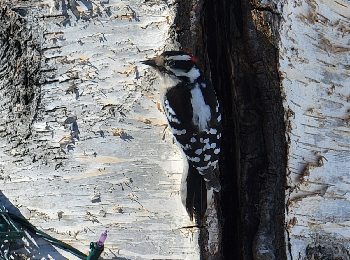 Downy Woodpecker - ML412130101