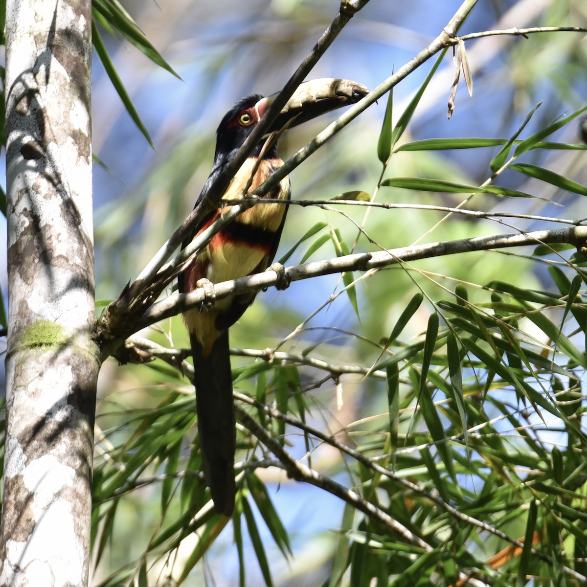 Collared Aracari - Jose V. Padilla-Lopez, M.D.