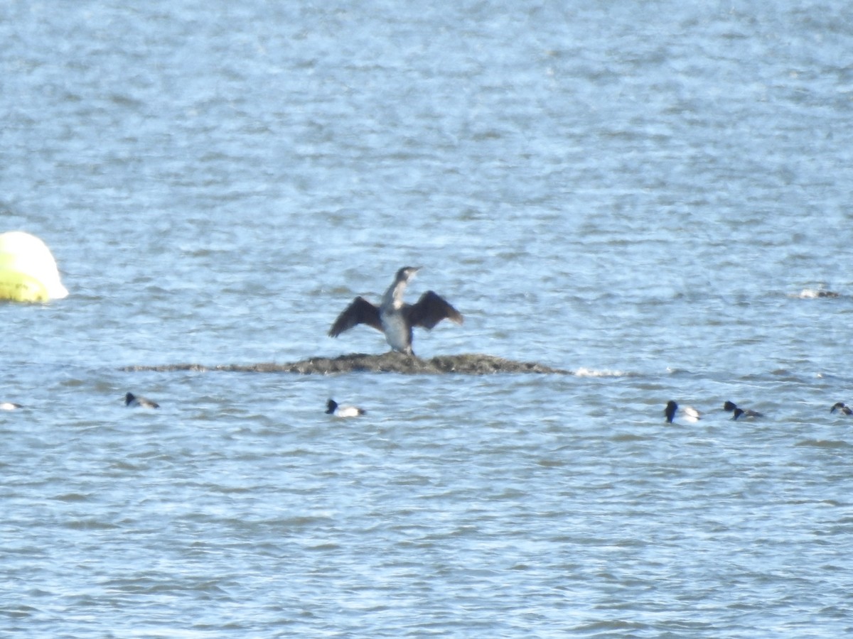 Great Cormorant - ML412132031