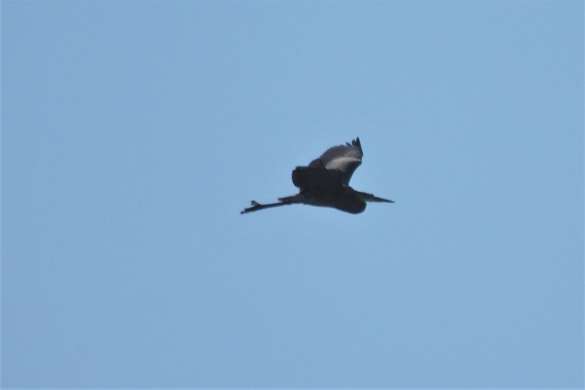 Great Blue Heron - ML412132901