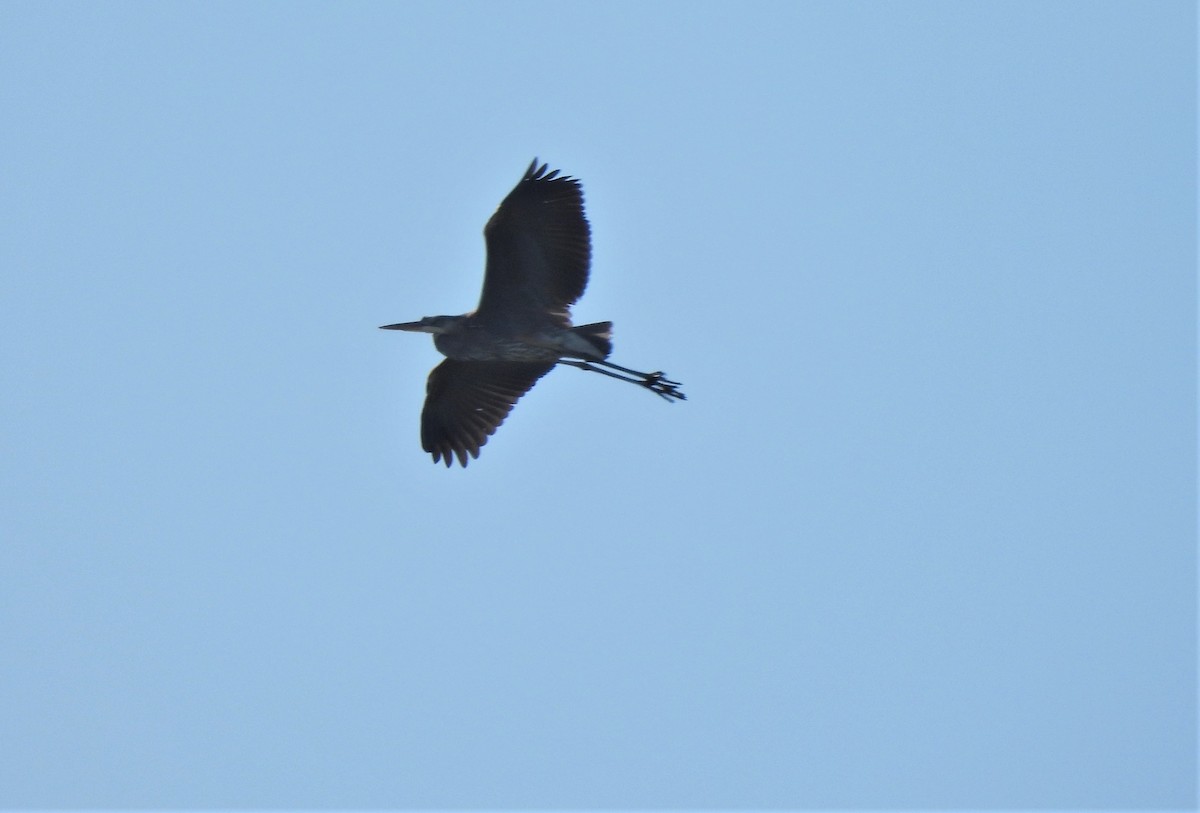 Great Blue Heron - ML412132911