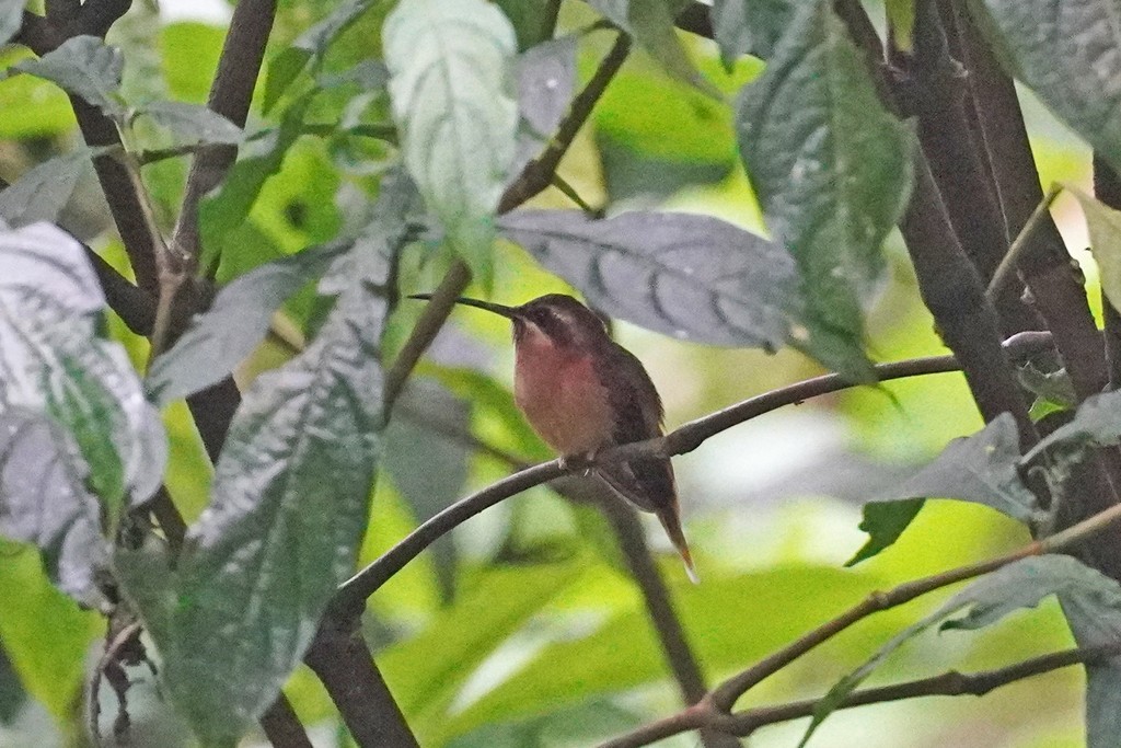 kolibřík proužkohrdlý - ML412133351