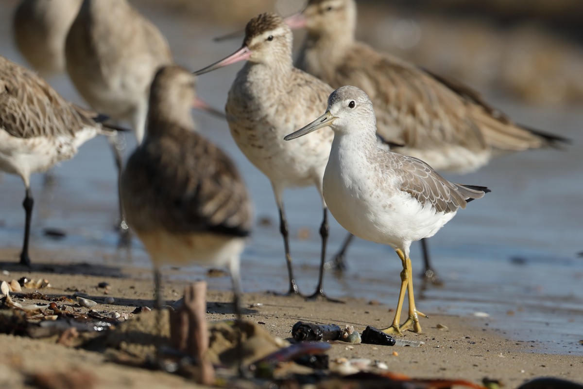 Nordmann's Greenshank - Marc Gardner