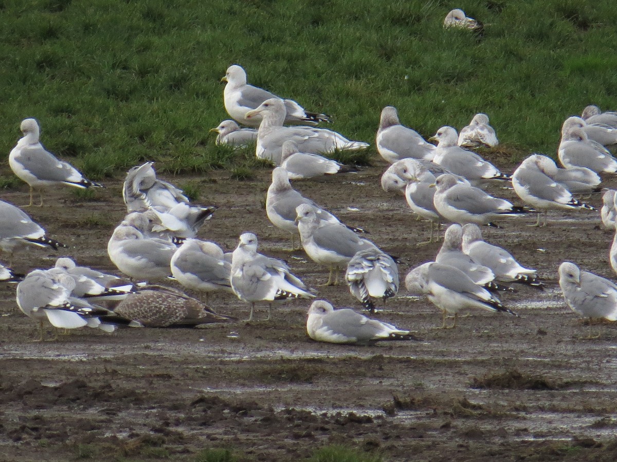 Short-billed Gull - ML41213391