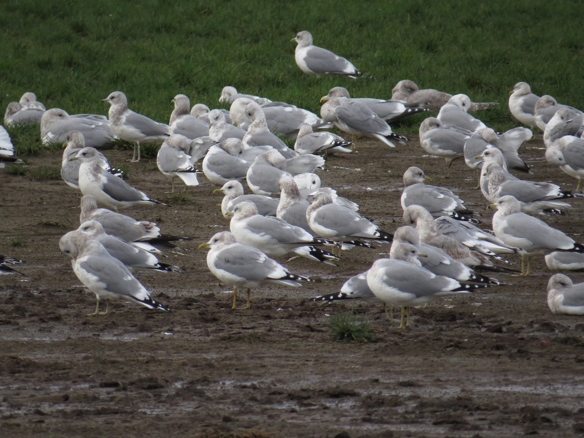 Short-billed Gull - ML41213511