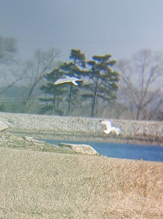 Ring-billed Gull - ML412135821