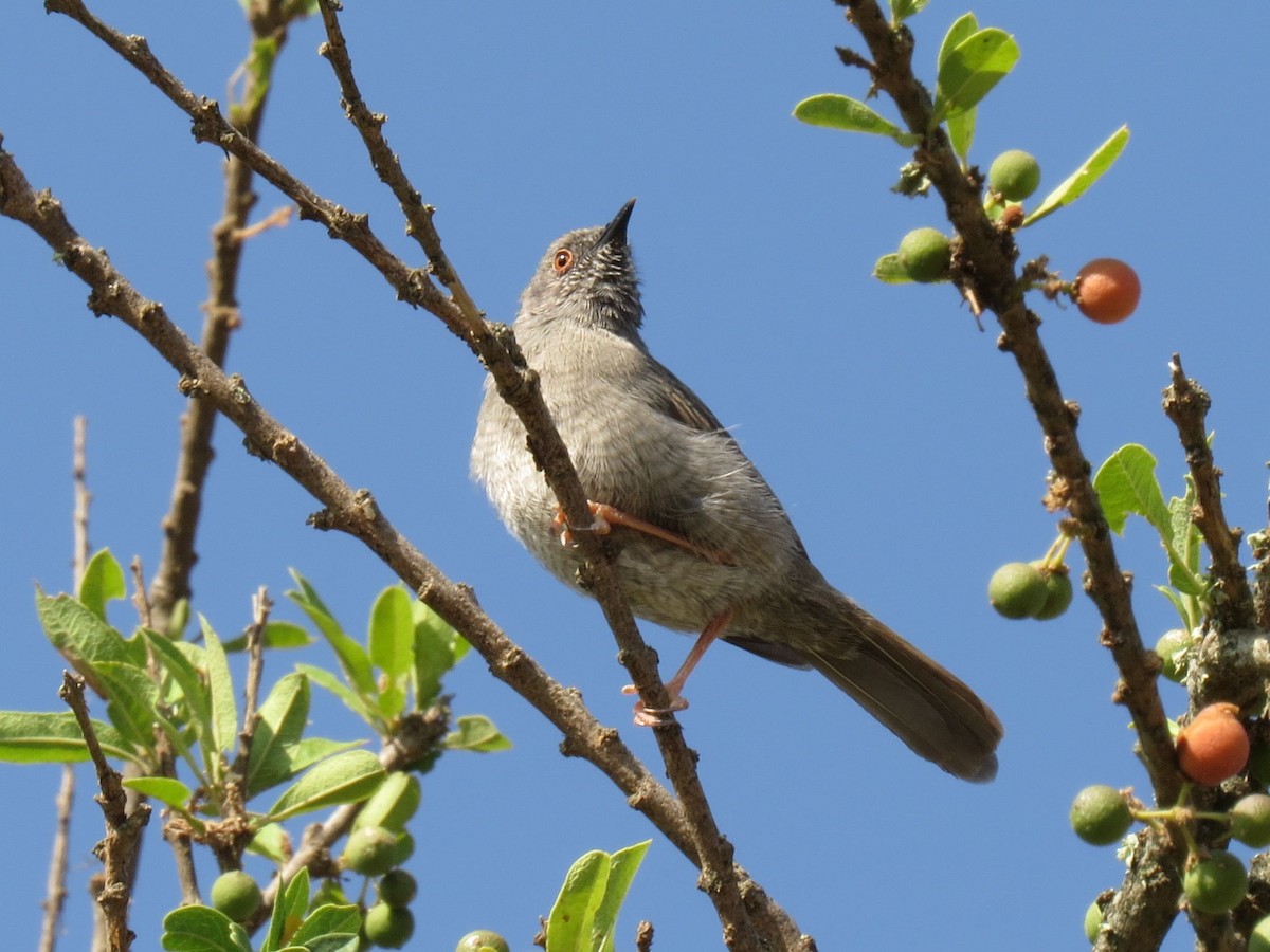 Miombo Wren-Warbler - Toby Austin