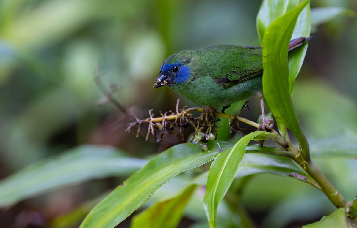 Blue-faced Parrotfinch - Geoff Dennis