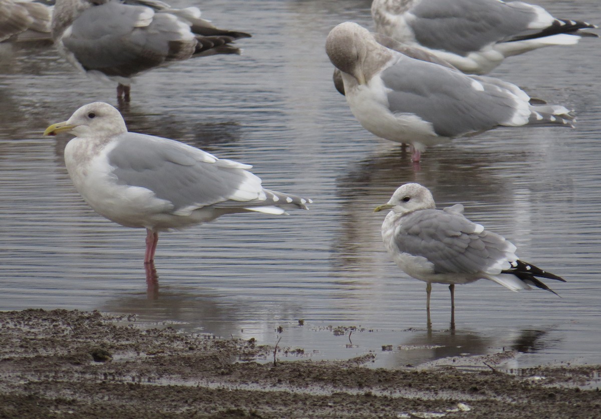 Short-billed Gull - ML41213921