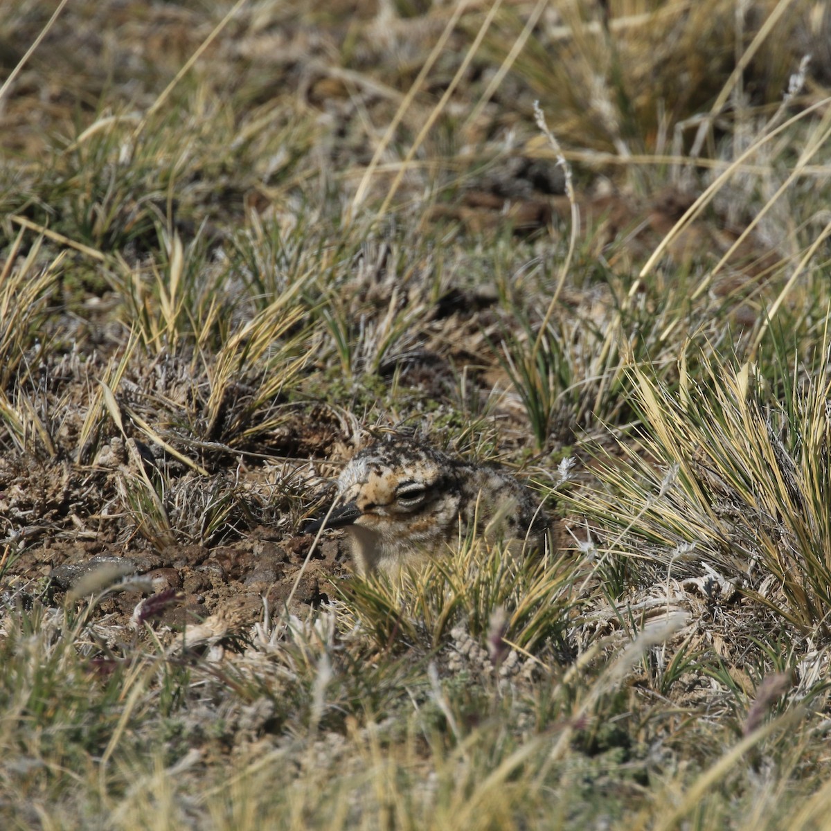 Tawny-throated Dotterel - Rose Ann Rowlett