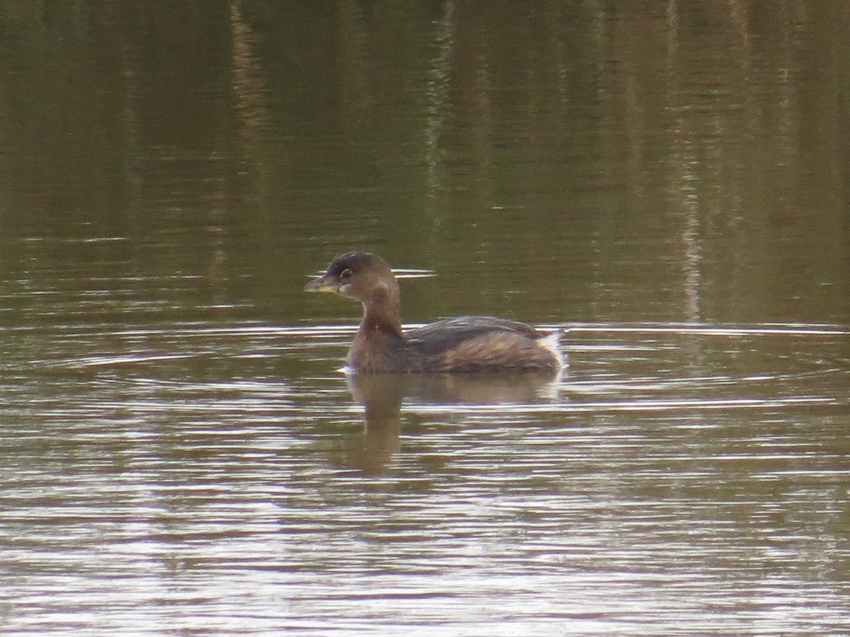 Pied-billed Grebe - Henry Burton