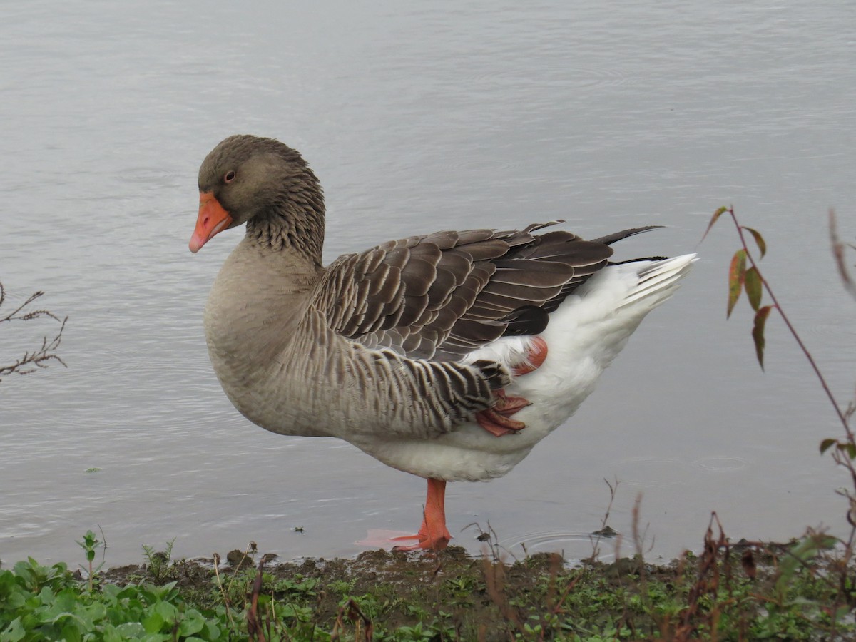 Graylag Goose (Domestic type) - ML41214381