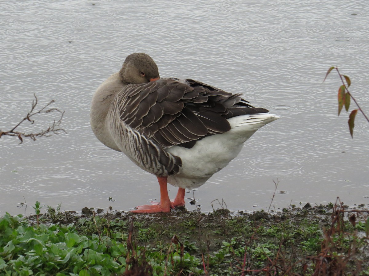 Graylag Goose (Domestic type) - ML41214391