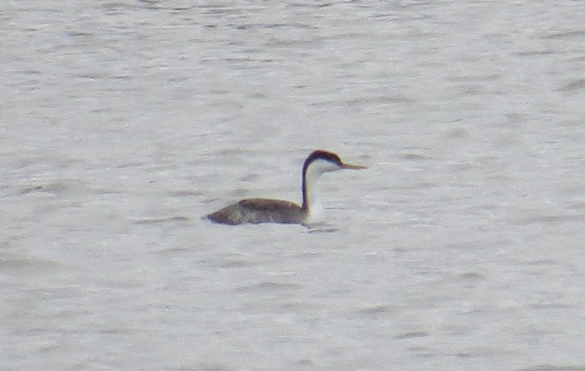 Western/Clark's Grebe - ML41214421