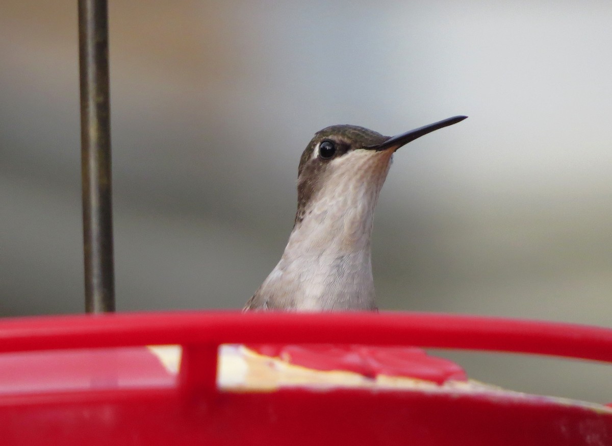 Ruby-throated Hummingbird - Tim Armstrong