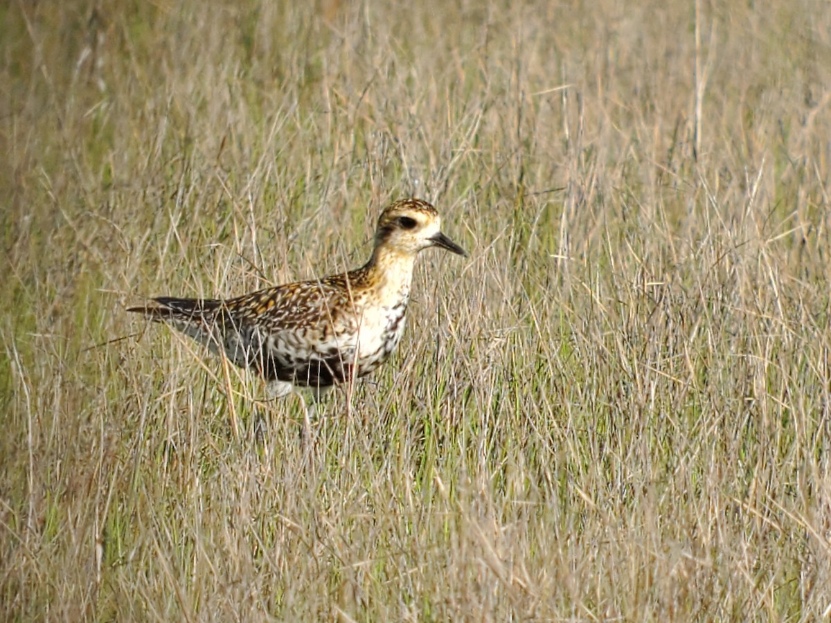 Pacific Golden-Plover - Ray Duffy