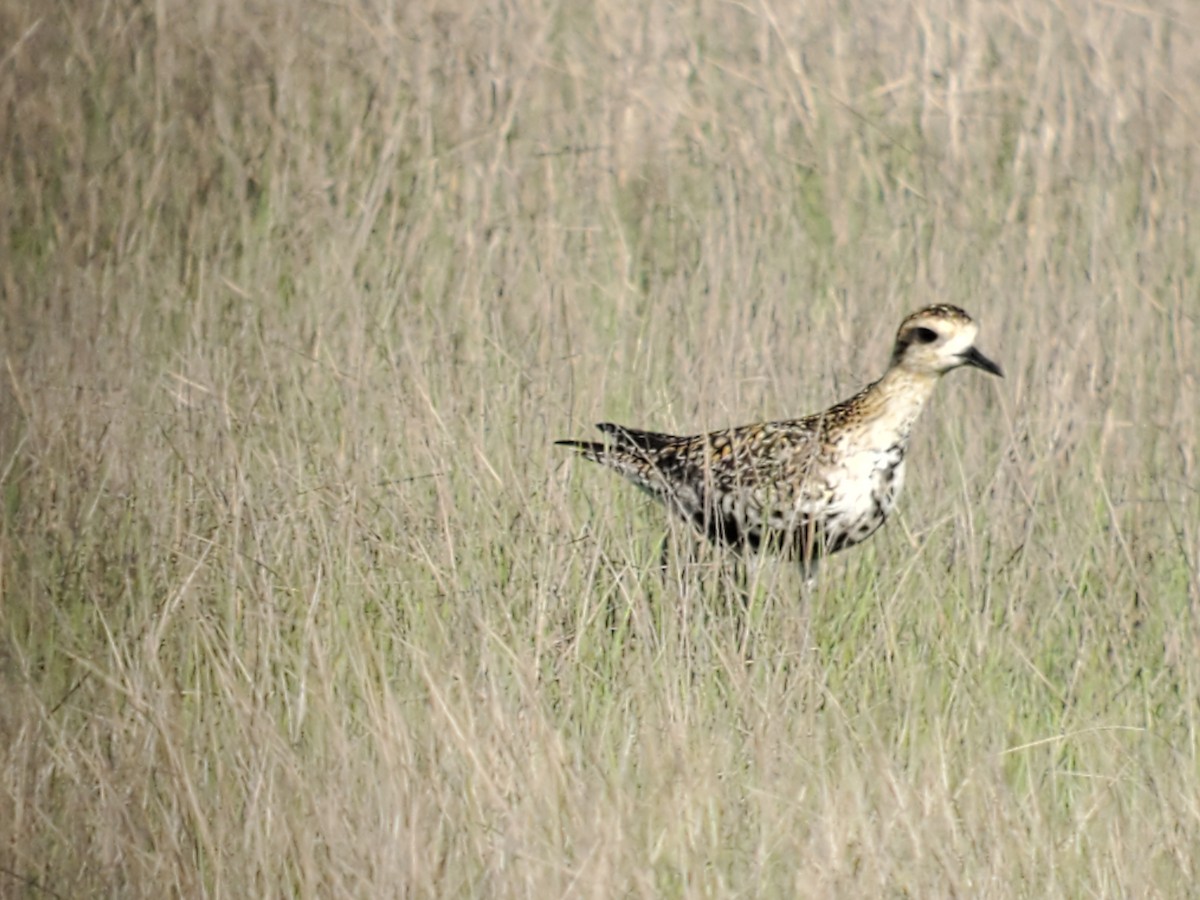 Pacific Golden-Plover - Ray Duffy