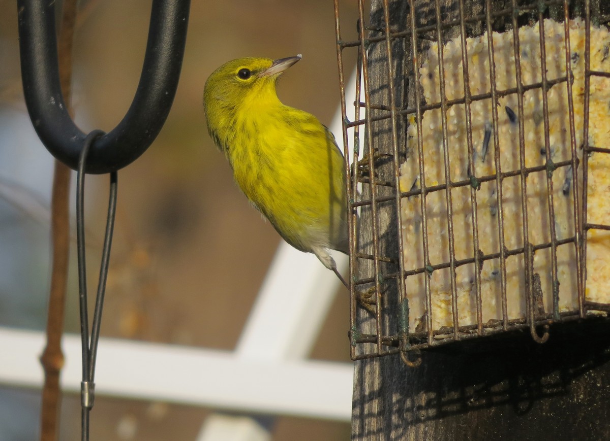 Pine Warbler - ML41214581