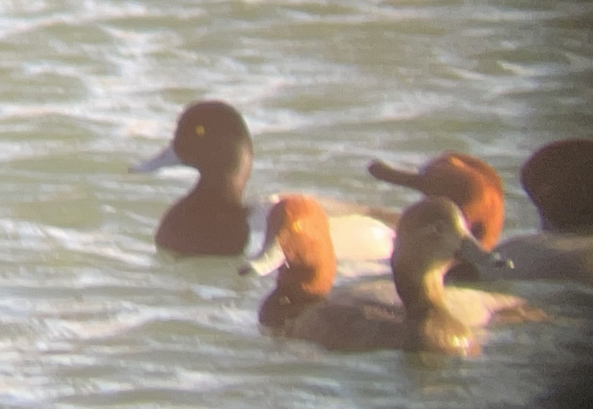 Greater Scaup - ML412147061