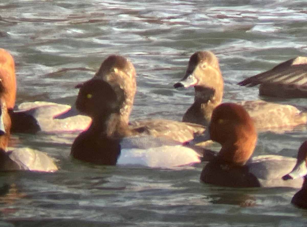 Greater Scaup - ML412147081