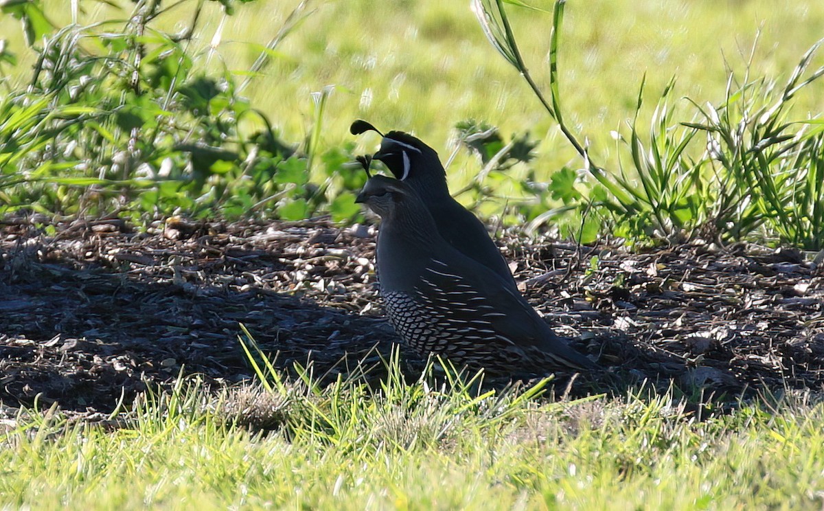 California Quail - Matthew Grube