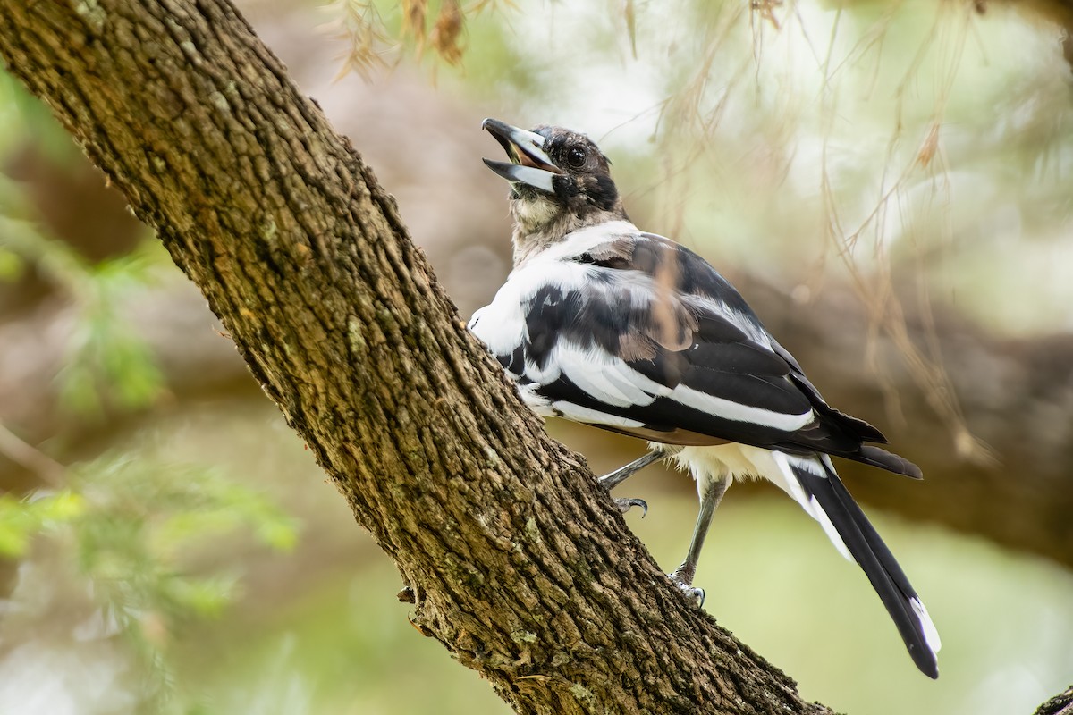 Pied Butcherbird - ML412151301