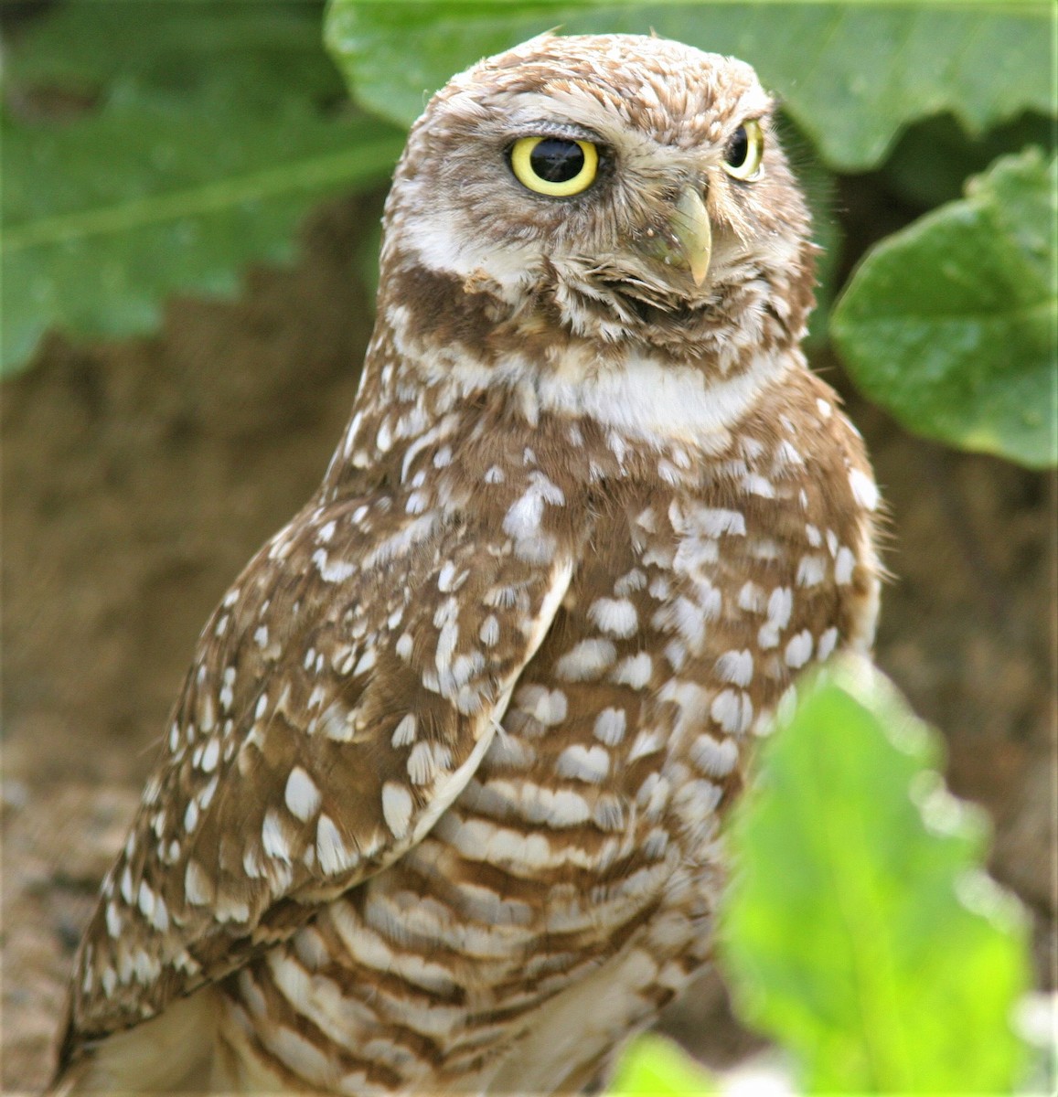 Burrowing Owl - ML412153091
