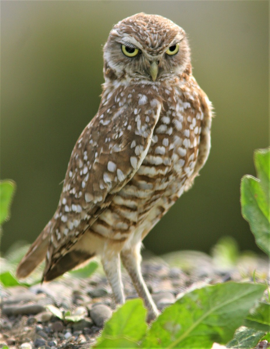 Burrowing Owl - ML412153101