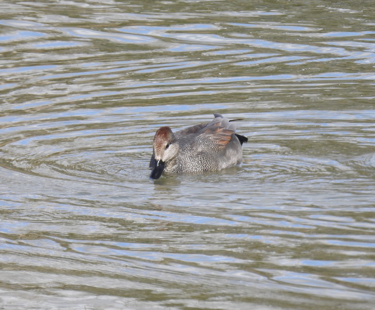 Gadwall - ML412153531