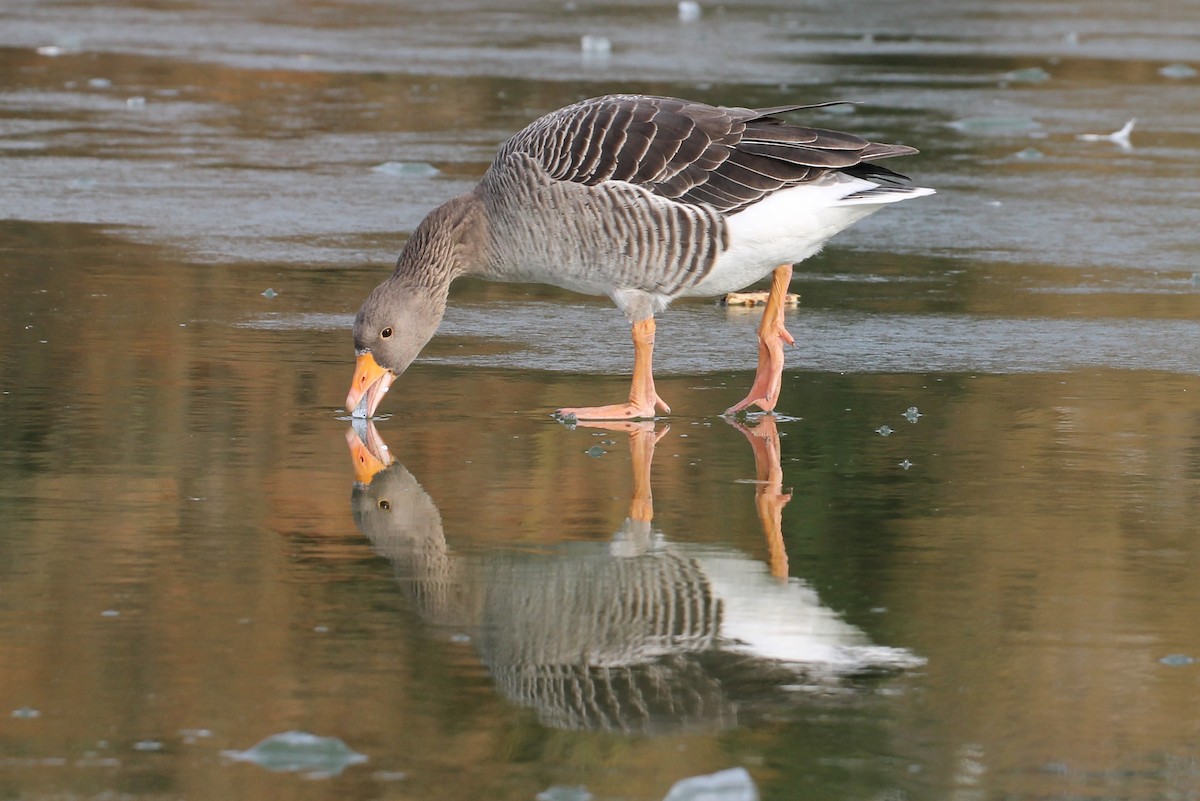 Graylag Goose - Paul Chapman