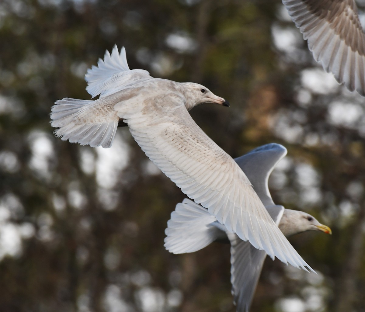 Glaucous Gull - ML412154821