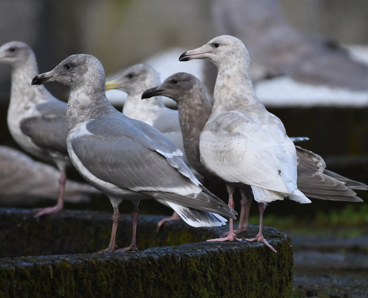 Glaucous Gull - ML412155731