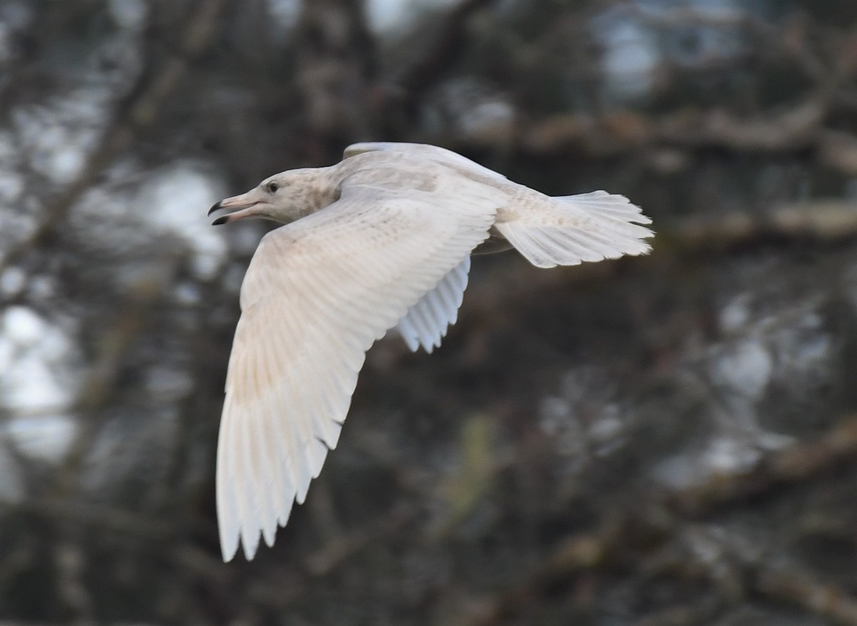 Glaucous Gull - David True