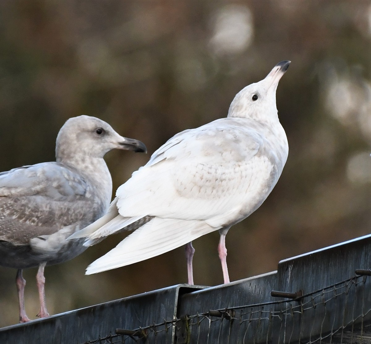 Glaucous Gull - ML412156121