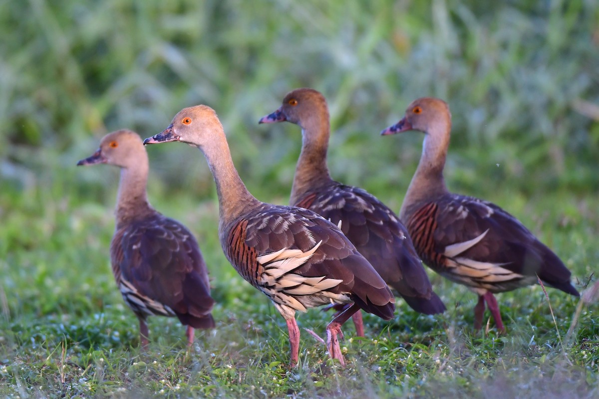 Plumed Whistling-Duck - ML412156221