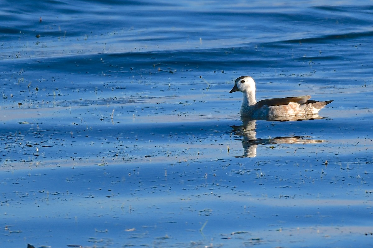 Cotton Pygmy-Goose - ML412156291