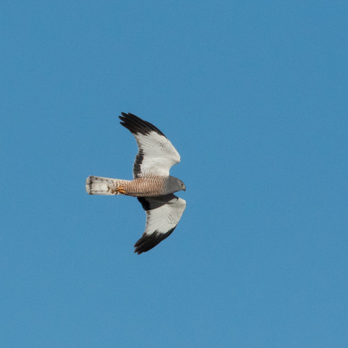 Cinereous Harrier - ML412156331