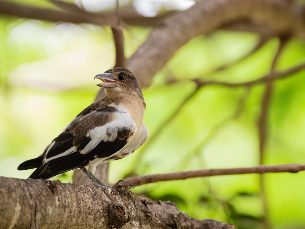 Pied Butcherbird - ML412156521