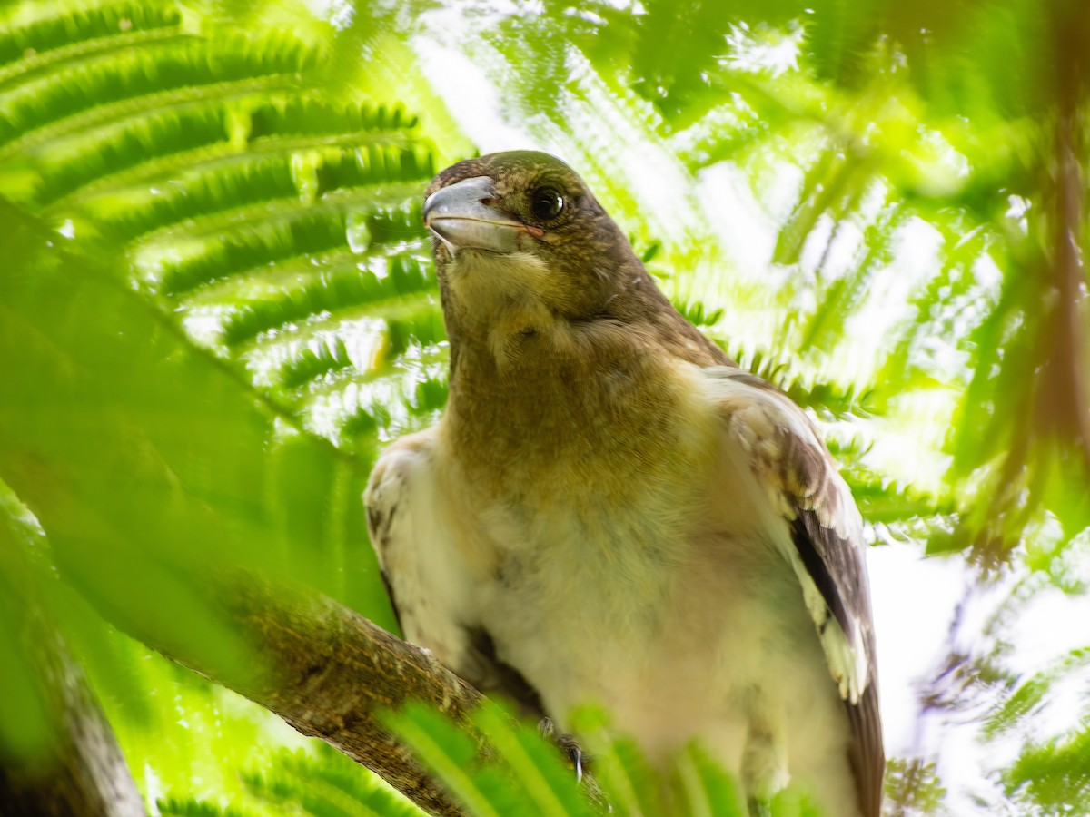 Pied Butcherbird - ML412156551