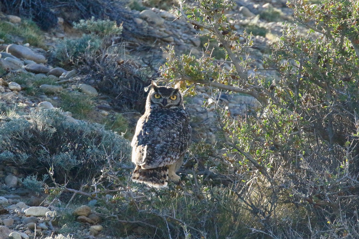 Lesser Horned Owl - Rose Ann Rowlett