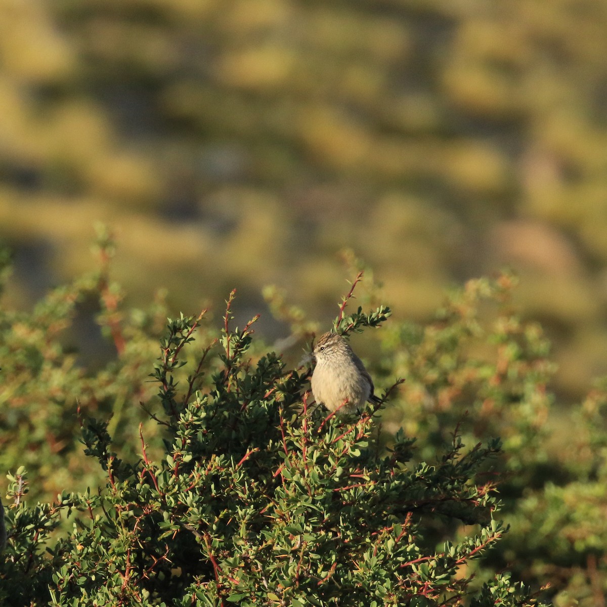 Plain-mantled Tit-Spinetail - ML412158111